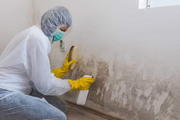 Best Commercial Mold Removal  in Gordon, NE