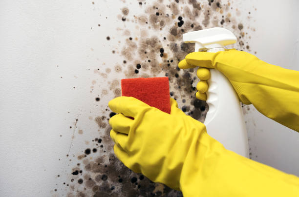 Best Certified Mold Removal  in Gordon, NE
