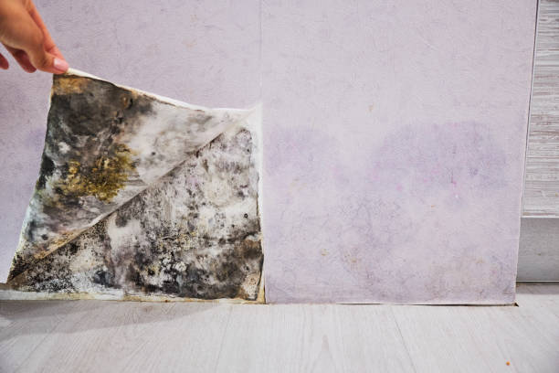 Best Commercial Mold Removal  in Gordon, NE